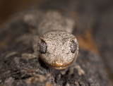 gecko <i>Strophurus krysalis</i> head on_DSC2465