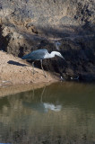 White-necked heron _DSC1862