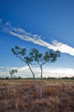 Tree silhouette near sunset _DSC1970