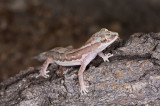 Gecko <i>Lucasium steindachneri</i> _DSC1684