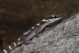 Young gecko, <i>Oedura castelnaui</i> R0013500