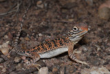 Young central netted dragon <i>Ctenophorus nuchalis</i> R0013521