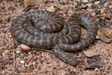 Stimson's python R0013533