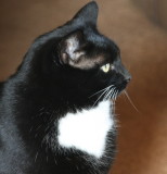 IMG_2467.jpg
