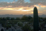 Sunset At Hobies