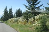 On The Road Home 02.JPG