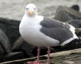 Gull 1.jpg