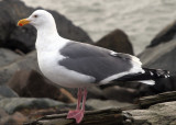 Gull 4.jpg