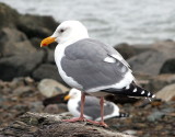 Gull 5.jpg