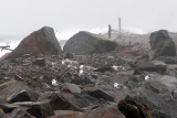 Gulls Walking.jpg
