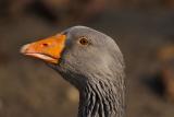 Goose Portrait