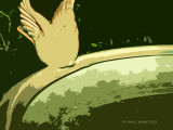 The Birdbath!