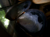 Mussel Shell