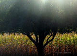 Apple Tree at Sunset 