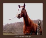 The Horse posed for a portrait.  Great fun!