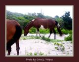 Wild Horses, Assateague Island, Maryland (USA)