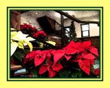 Reflections on Christmas.