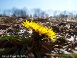 Tenacious Dandelion.JPG