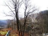 West Virginia  (USA) Sycamore Tree