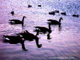 Geese on Indiana Lake.JPG