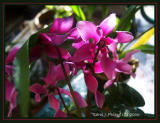 018 Orchid Gallery.JPG