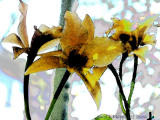 Gold Digger Orchid with Watercolor filter.