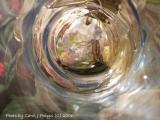 View Through a Partially Filled Water Glass.