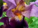 Giant Purple Iris.