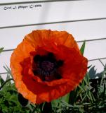 Orange Poppy.JPG