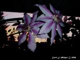 Clematis Sunset.JPG