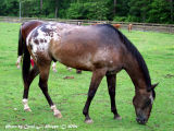 Comanache-bred horse.