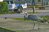 Great Blue Heron