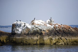 Boston seashore