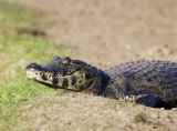 Caiman