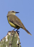Cattle Tryant