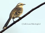 Chalk-browed Mockingbird