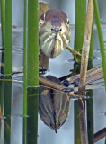 Least Bittern