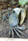 Land Crab Showing Claws
