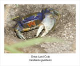 Great Land Crab Cardisoma guanhumi