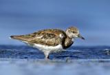 Ruddy Turnstone