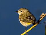 Palm Warbler  5558