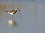 Yellow Legs 6051