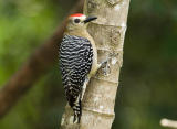 Red-crowned Woodpecker  6529