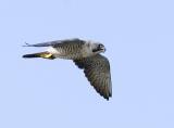 Peregrine Falcon 8712
