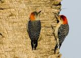 Red-bellied woodpecker  8752