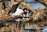 Black Neck Stilts 0641