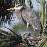 Great Blue heron with chick    2946