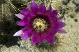 Cushion Cactus    6922