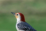 Red Bellied Woodpecker