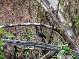 Green Heron